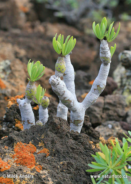 Affenpalme (Kleinia neriifolia)