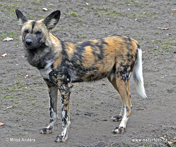 Afrikanische Wildhund (Lycaon pictus)