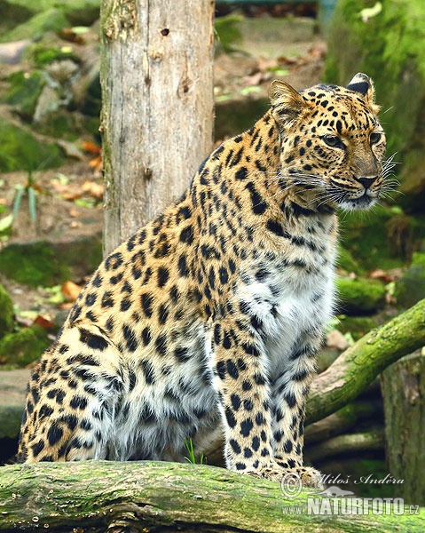 Amurleopard (Panthera pardus orientalis)
