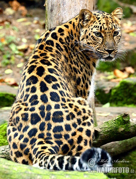 Amurleopard (Panthera pardus orientalis)