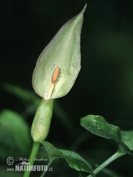 Arum maculatum (Arum maculatum)
