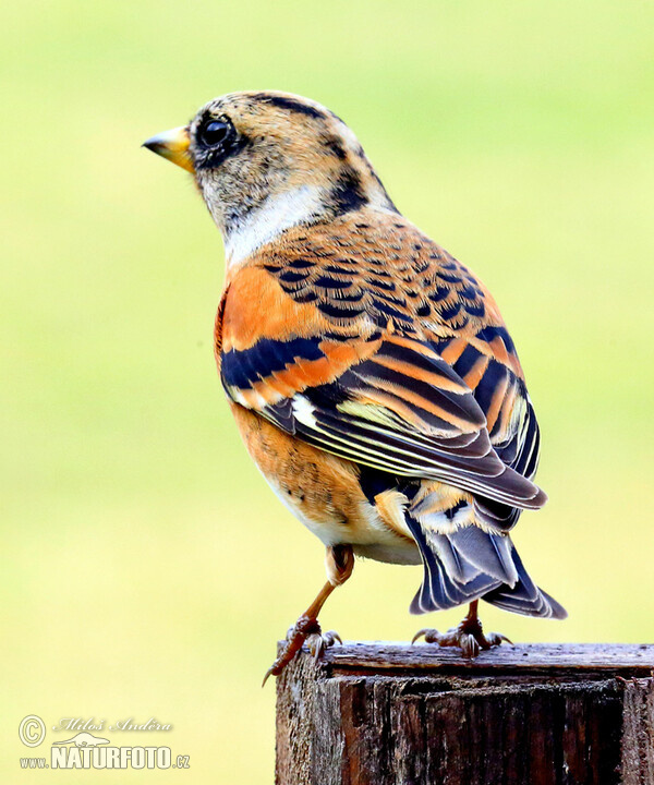 Bergfink (Fringilla montifringilla)