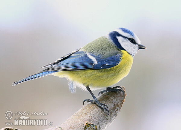 Blaumeise (Cyanistes caeruleus)