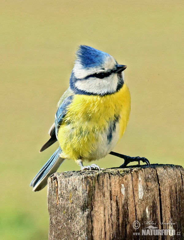 Blaumeise (Cyanistes caeruleus)