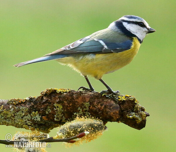 Blaumeise (Cyanistes caeruleus)