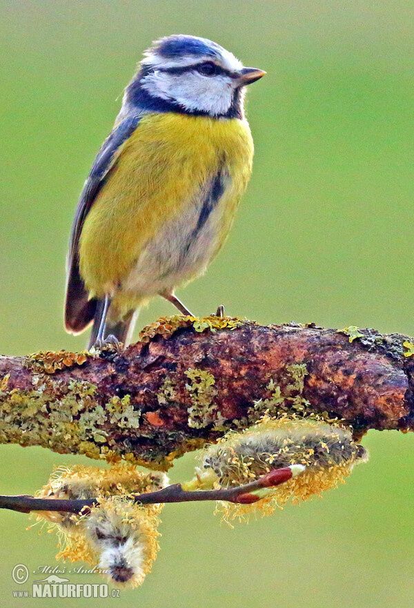 Blaumeise (Cyanistes caeruleus)