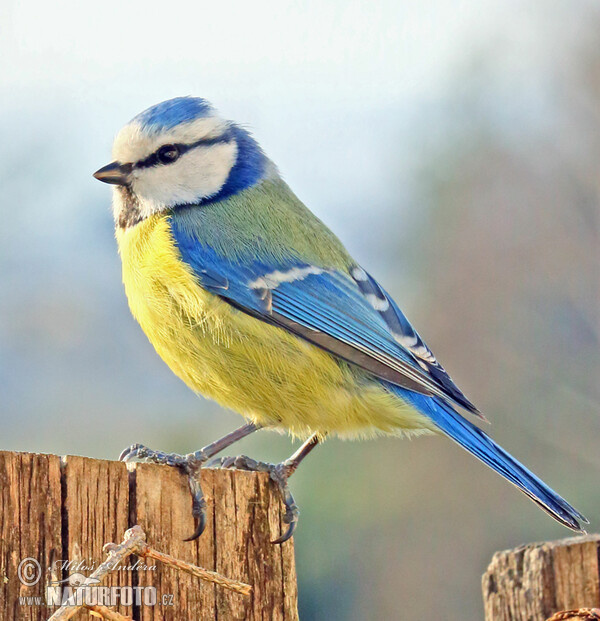 Blaumeise (Cyanistes caeruleus)