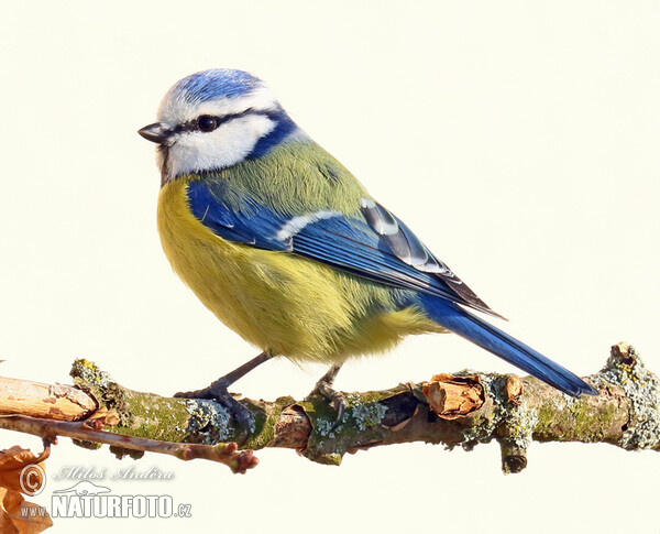 Blaumeise (Cyanistes caeruleus)