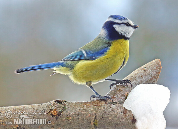 Blaumeise (Cyanistes caeruleus)