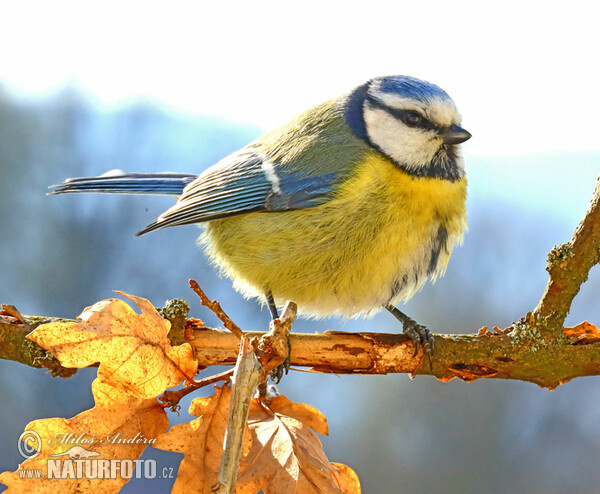 Blaumeise (Cyanistes caeruleus)