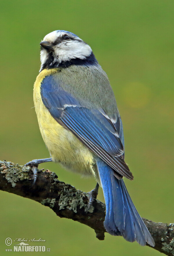 Blaumeise (Cyanistes caeruleus)