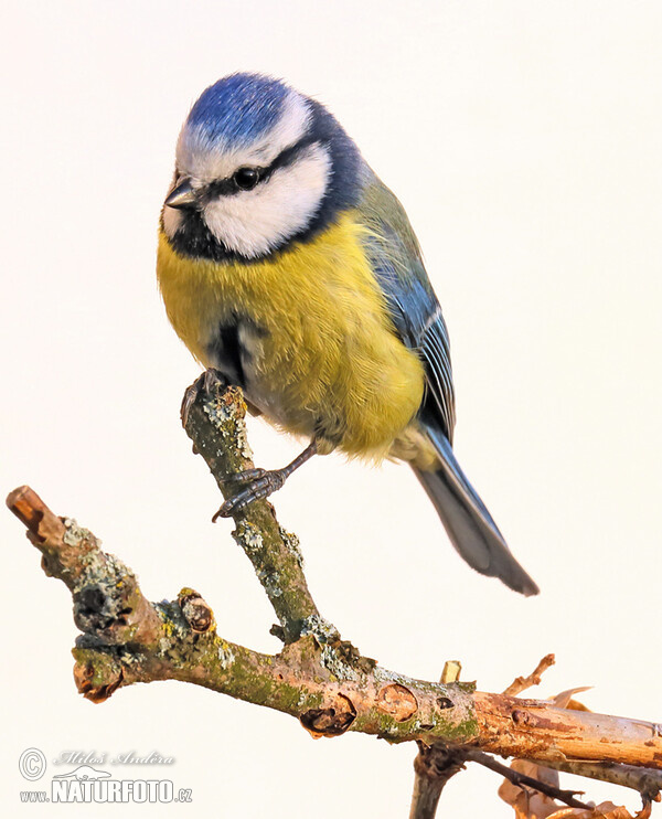 Blaumeise (Cyanistes caeruleus)