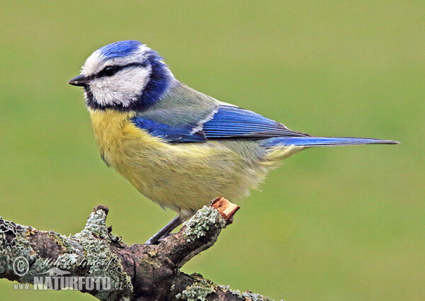 Blaumeise (Cyanistes caeruleus)