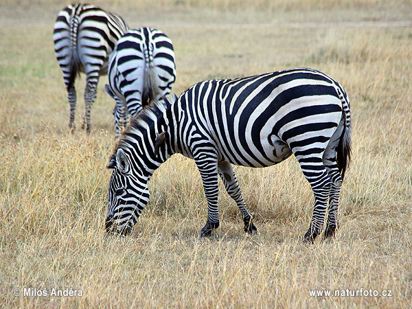 Böhm-Zebra (Equus quagga boehmi)