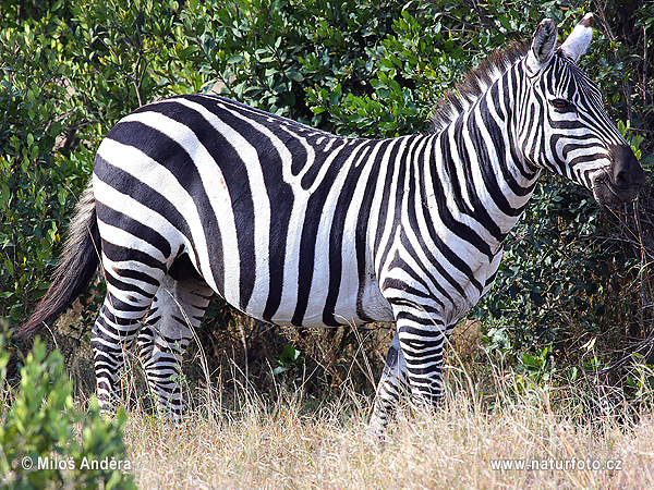 Böhm-Zebra (Equus quagga boehmi)