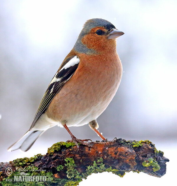 Buchfink (Fringilla coelebs)