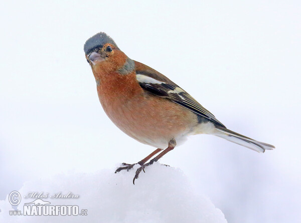 Buchfink (Fringilla coelebs)