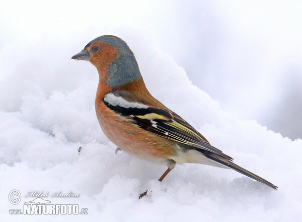 Buchfink (Fringilla coelebs)