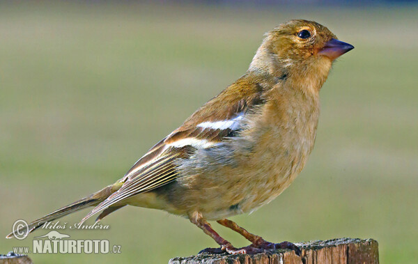 Buchfink (Fringilla coelebs)