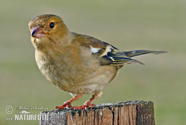 Buchfink (Fringilla coelebs)