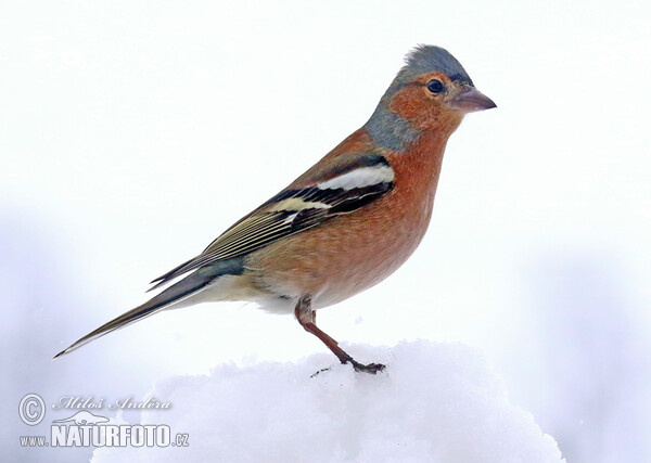 Buchfink (Fringilla coelebs)