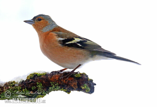 Buchfink (Fringilla coelebs)