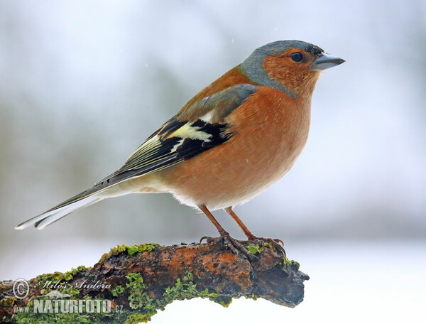 Buchfink (Fringilla coelebs)