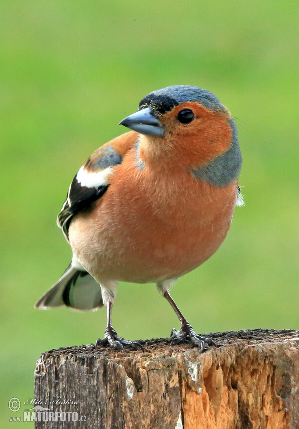 Buchfink (Fringilla coelebs)