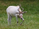 Addax nasomaculatus