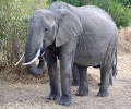 Afrikanische Elefant