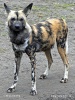 Afrikanische Wildhund