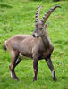 Alpensteinbock