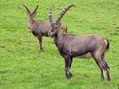 Alpensteinbock