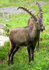 Alpensteinbock