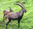 Alpensteinbock