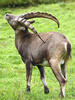 Alpensteinbock