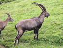 Alpensteinbock