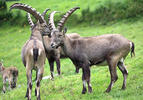 Alpensteinbock