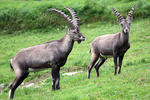 Alpensteinbock