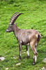 Alpensteinbock