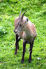 Alpensteinbock