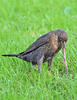 Amsel