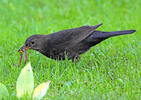 Amsel