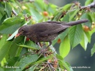 Amsel