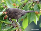 Amsel