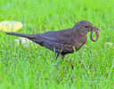 Amsel