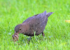 Amsel