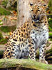 Amurleopard