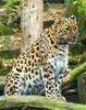 Amurleopard