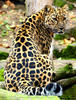 Amurleopard